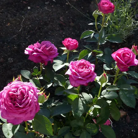 Feriehus Alter Kraemerladen Von 1732 *